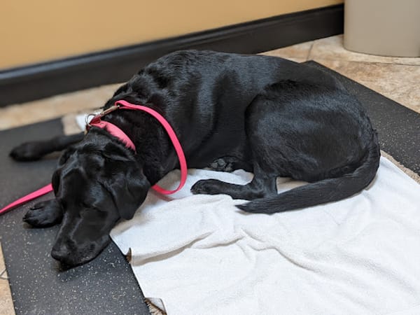Veterinary Wellness Center