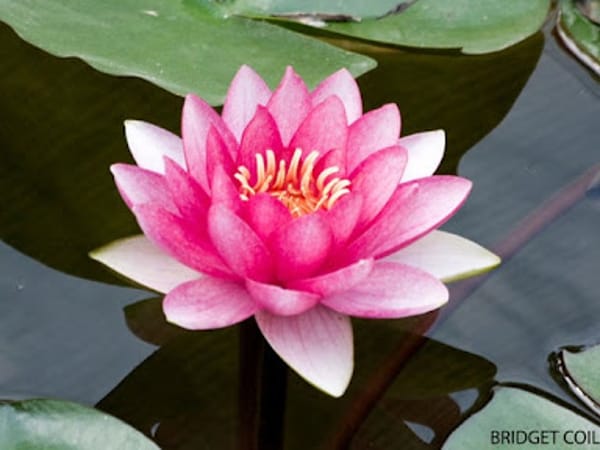 Loving Lotus Holistic Healing