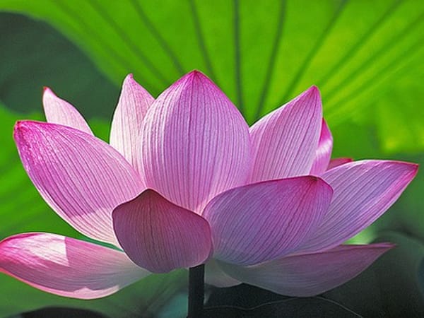 Sacred Healing Arts