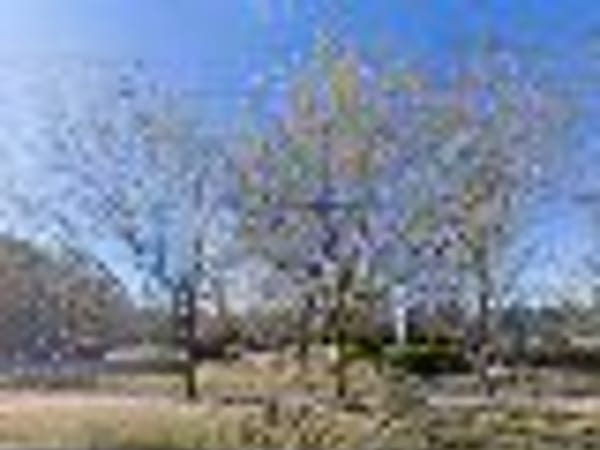 Gaffney Healing Acupuncture and Herbs