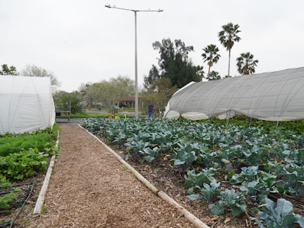 Brownsville Wellness Coalition