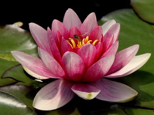 Natural Wellness