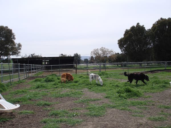 Integrative Veterinary Care