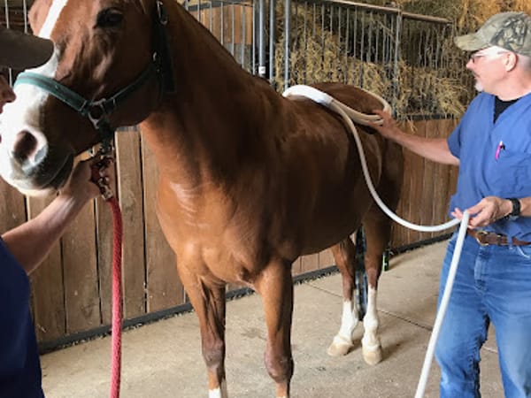 Integrative Veterinary Services of Missouri