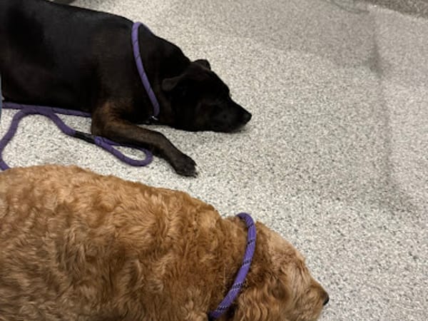 The Integrative Veterinary Clinic