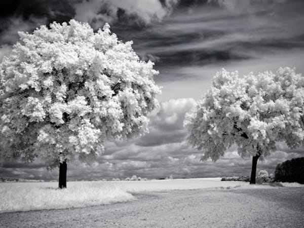 Tree of Light Health LLC