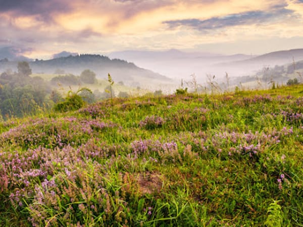 Healing Thyme
