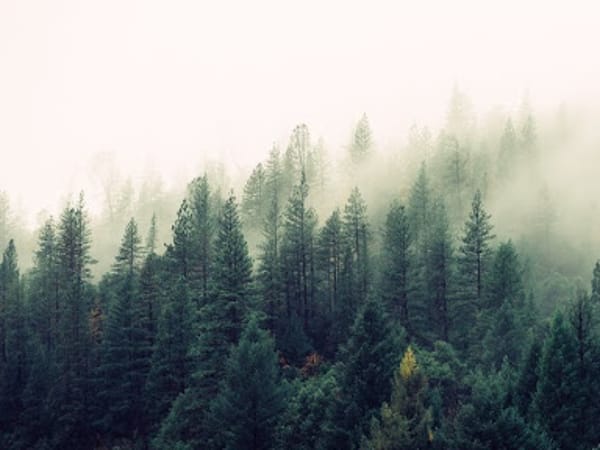 The Wellness Cooperative of Maine