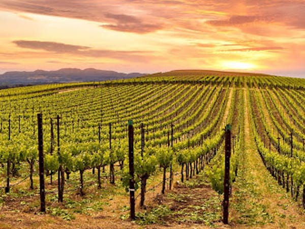Bay Area Osteopathic