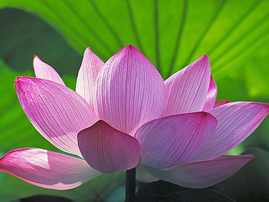 Sacred Healing Arts