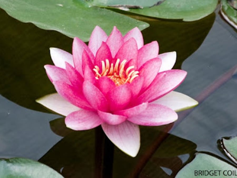 Loving Lotus Holistic Healing