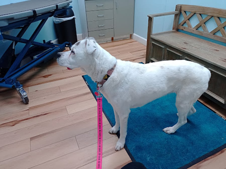 Animal Wellness and Healing Center