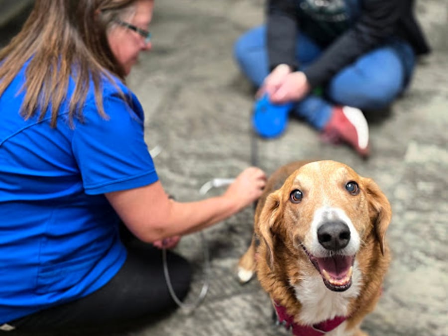 Iowa Veterinary Wellness Center