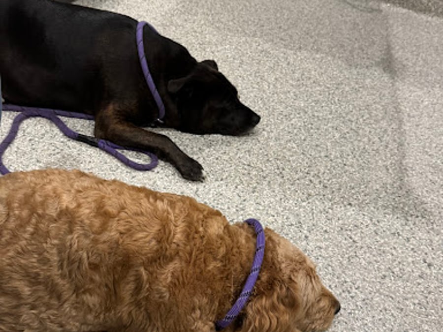 The Integrative Veterinary Clinic
