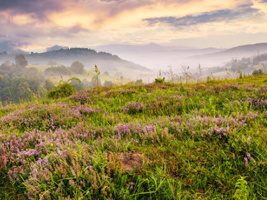Healing Thyme