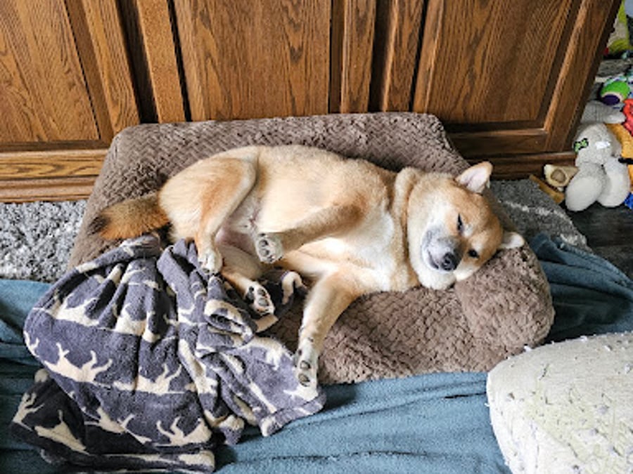 Veterinary Wellness Center of North Canton