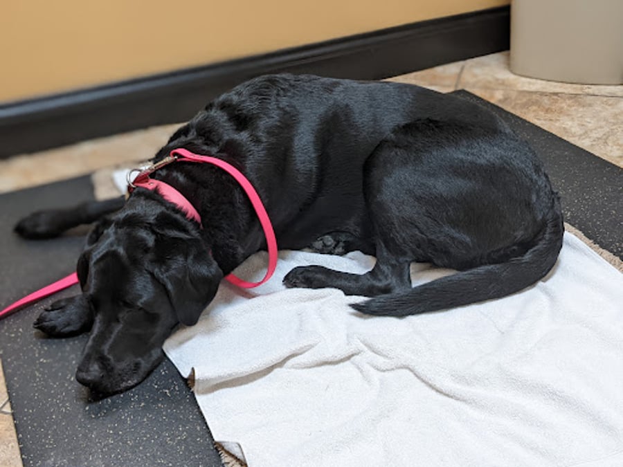 Veterinary Wellness Center