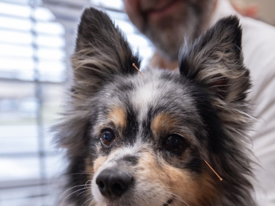 Holistic Pet Care Center of Oklahoma
