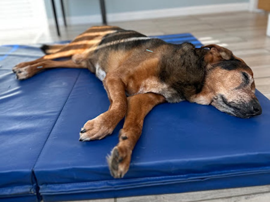 The Veterinary Wellness Center