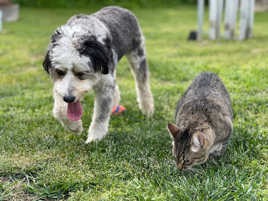 Fort Oglethorpe Pet Wellness Center