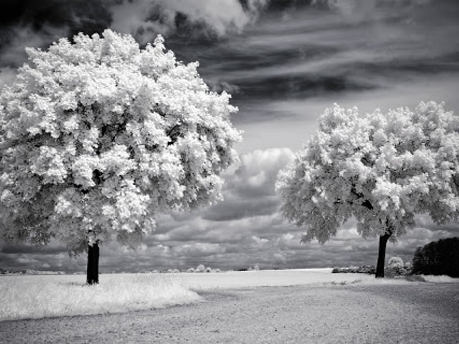 Tree of Light Health LLC