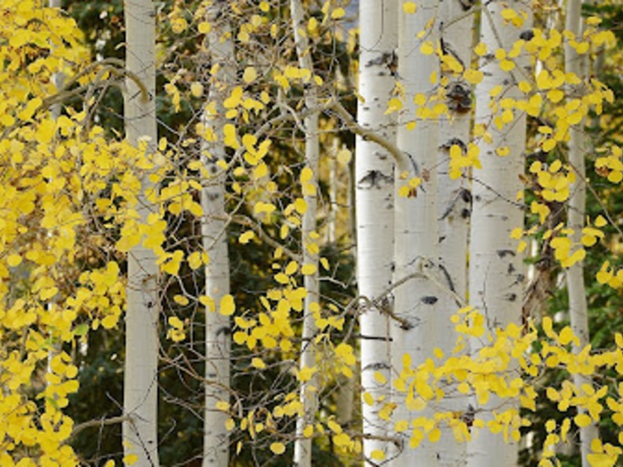 Aspen Family Care & Aspen Medical Aesthetics