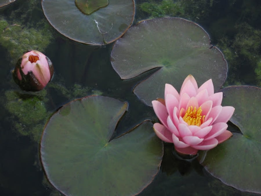 Lotus Holistic Health Institute