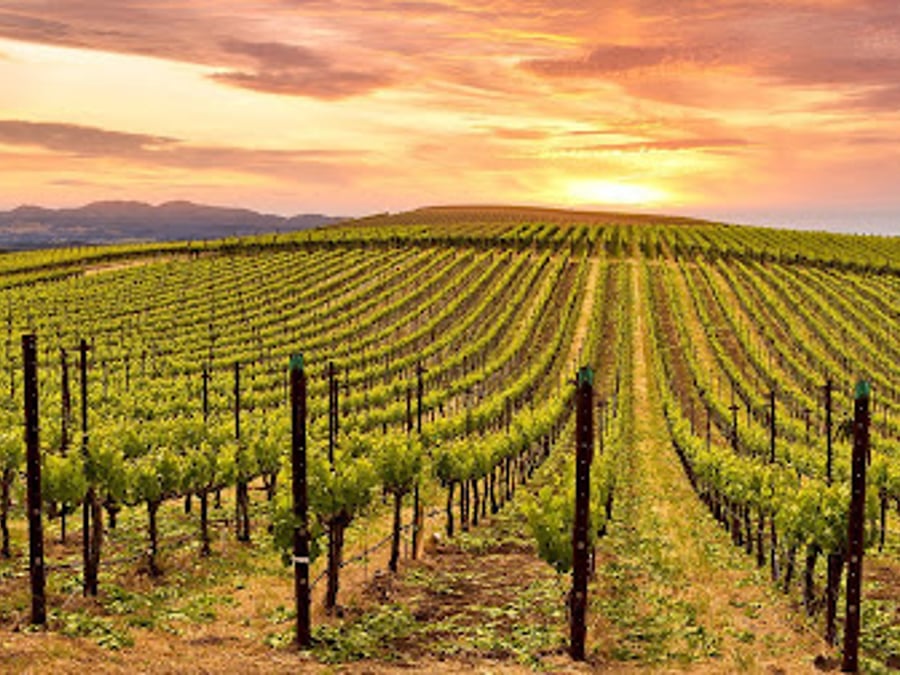 Bay Area Osteopathic